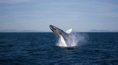 whale watching tarifa beste zeit.